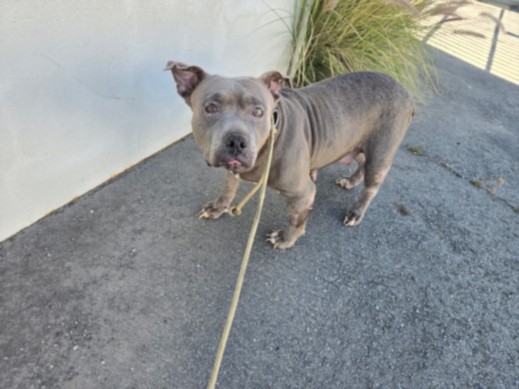 Shelter Stray Female Dog last seen , Chatsworth, CA 91311