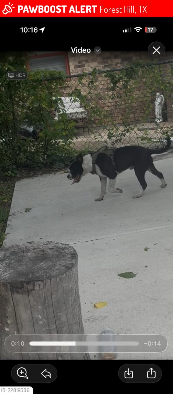 Lost Male Dog last seen Hill lane, Forest Hill, TX 76140