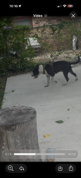 Lost Male Dog last seen Hill lane, Forest Hill, TX 76140