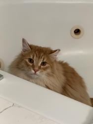 Lost Male Cat last seen 140th st ne (fire trail road), Marysville, WA 98271