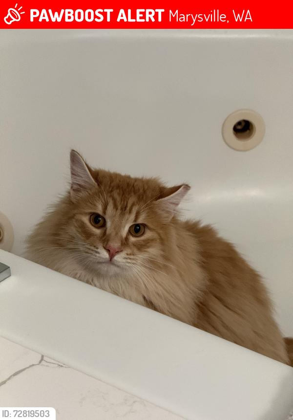 Lost Male Cat last seen 140th st ne (fire trail road), Marysville, WA 98271