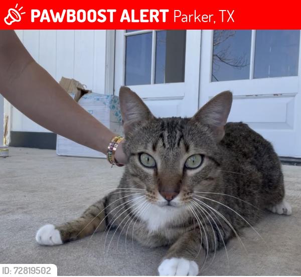 Lost Male Cat last seen Sycamore lane and Parker rd, Parker, TX 75002