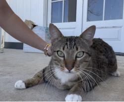 Lost Male Cat last seen Sycamore lane and Parker rd, Parker, TX 75002