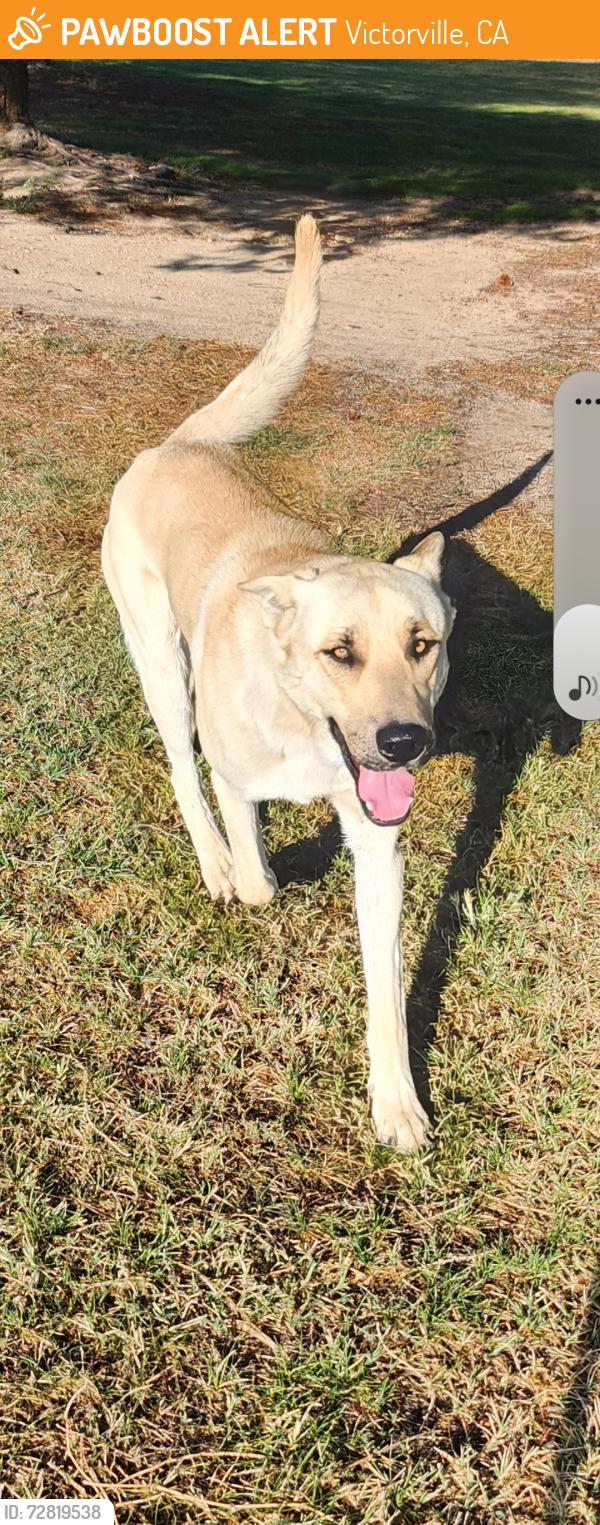 Found/Stray Male Dog last seen Riviera and pebble beach, Victorville, CA 92395
