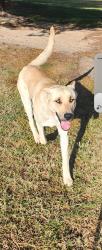 Found/Stray Male Dog last seen Riviera and pebble beach, Victorville, CA 92395