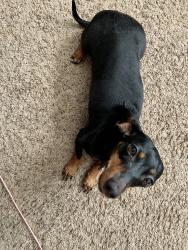 Lost Female Dog last seen Greenfield and lapham, West Allis, WI 53214