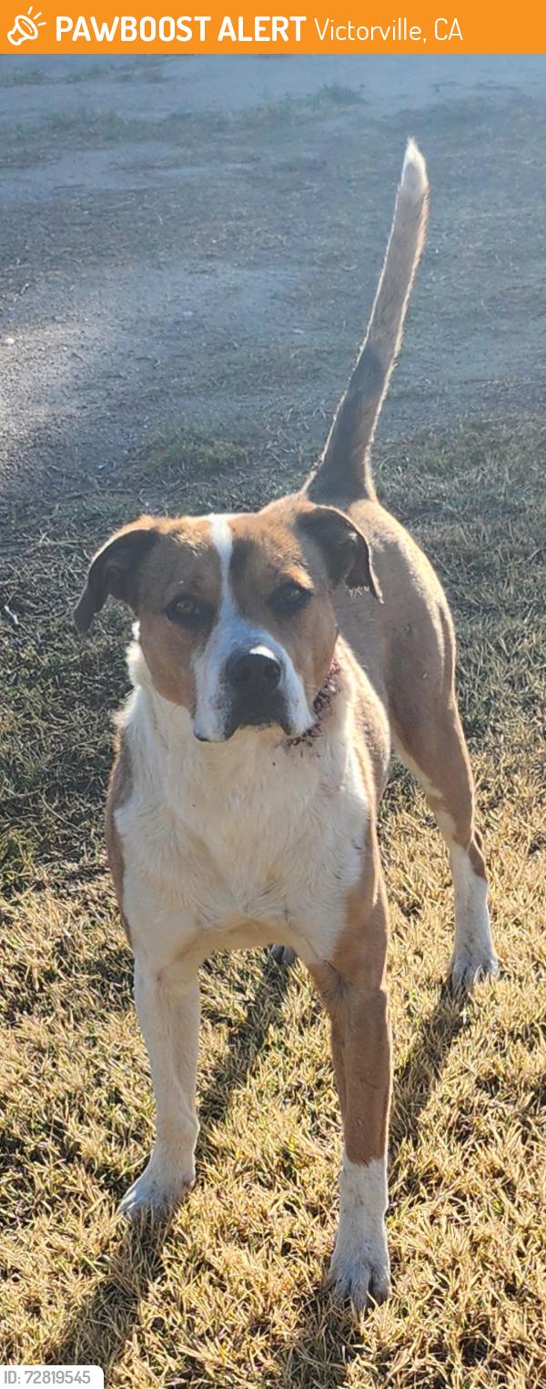 Found/Stray Unknown Dog last seen Riviera and pebble beach, Victorville, CA 92395