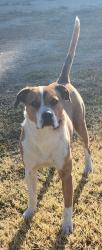 Found/Stray Unknown Dog last seen Riviera and pebble beach, Victorville, CA 92395