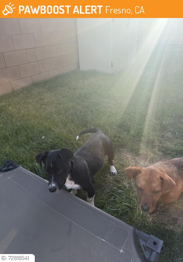 Found/Stray Male Dog last seen Bryan and Holland, Fresno, CA 93723