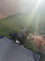 Found/Stray Male Dog last seen Bryan and Holland, Fresno, CA 93723