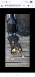 Lost Female Dog last seen 56th Terrace and Englewood, Gladstone, MO 64119