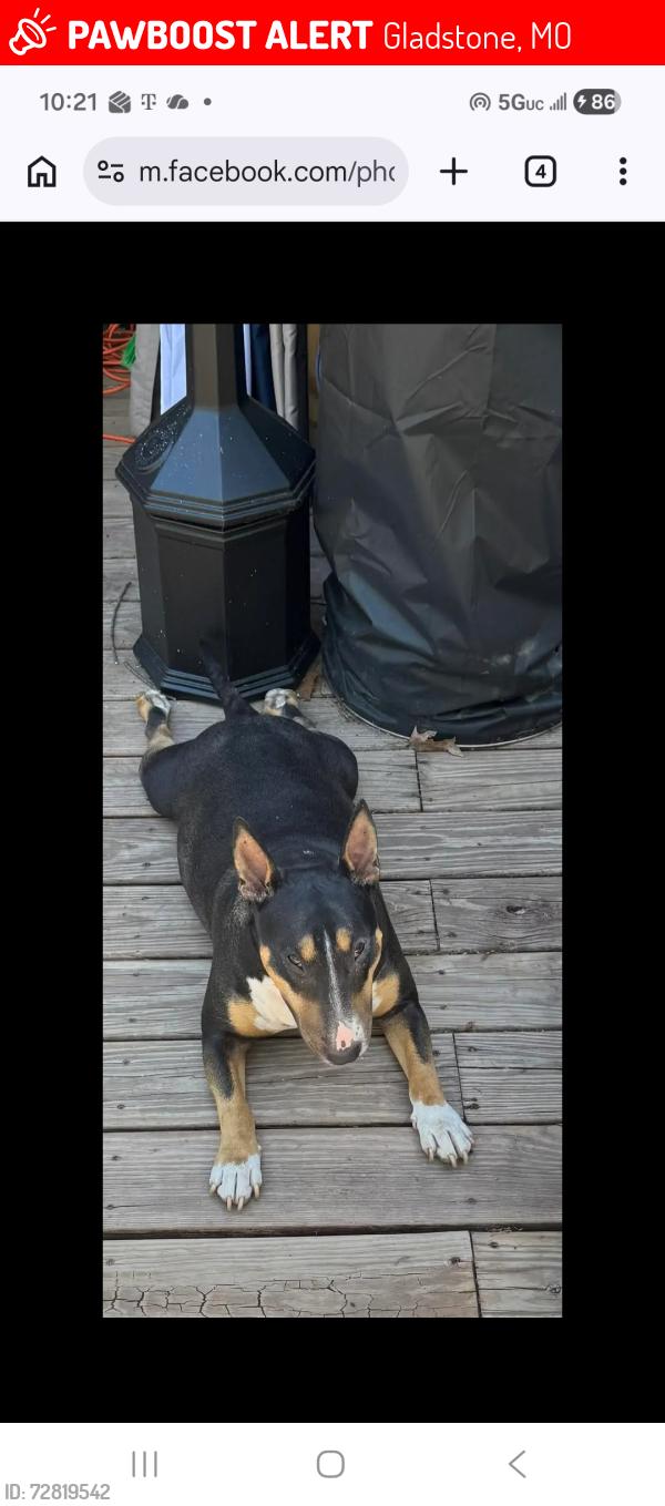Lost Female Dog last seen 56th Terrace and Englewood, Gladstone, MO 64119