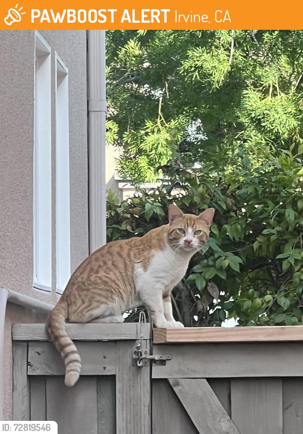 Found/Stray Male Cat last seen Quail Bush x Sagebrush, Irvine, CA 92618