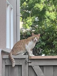 Found/Stray Male Cat last seen Quail Bush x Sagebrush, Irvine, CA 92618