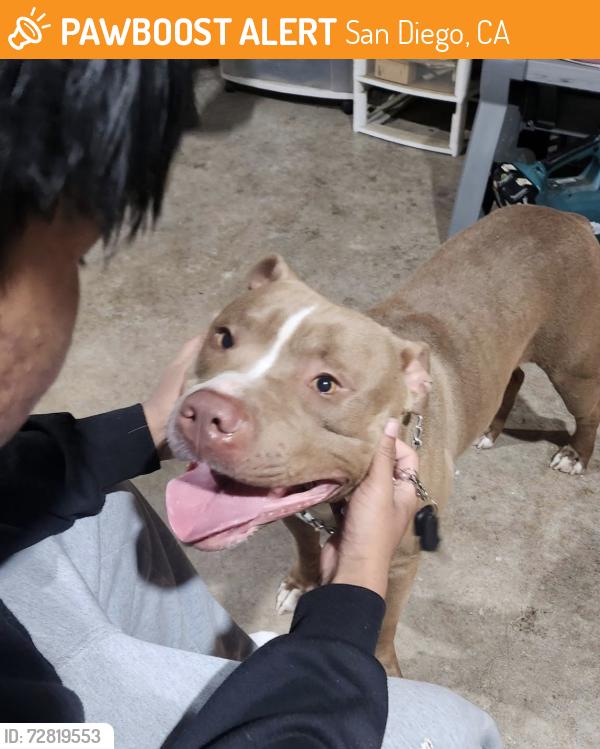 Found/Stray Unknown Dog last seen Street, San Diego, CA 92105