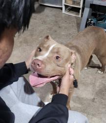 Found/Stray Unknown Dog last seen Street, San Diego, CA 92105