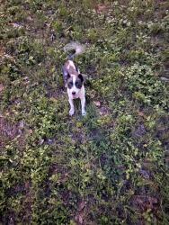 Found/Stray Male Dog last seen Glover and Meadow Ridge St, San Antonio, TX 78210