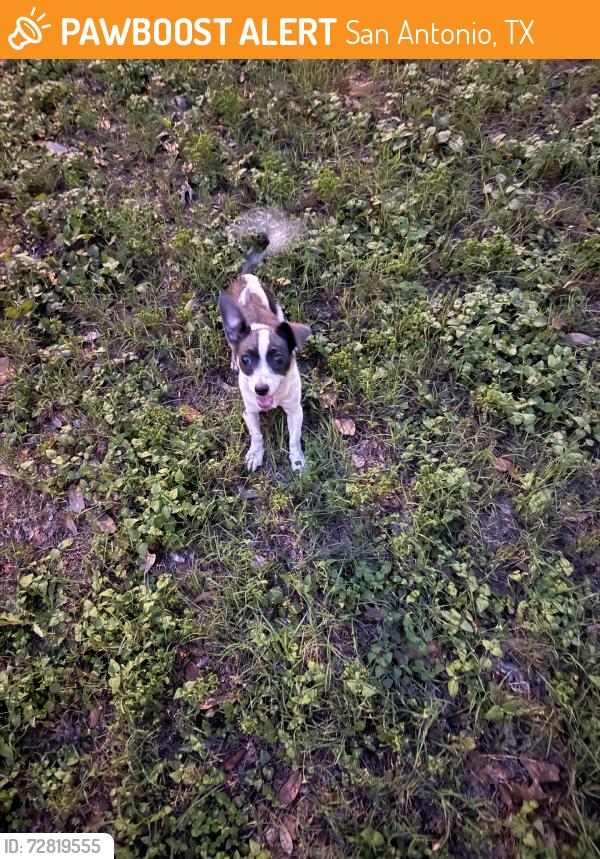 Found/Stray Male Dog last seen Glover and Meadow Ridge St, San Antonio, TX 78210