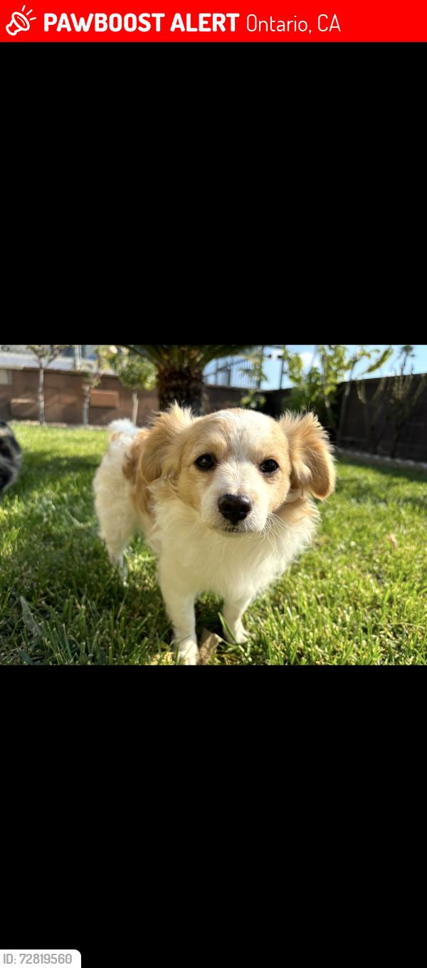Lost Male Dog last seen Ally and Holt, Ontario, CA 91761