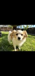 Lost Male Dog last seen Ally and Holt, Ontario, CA 91761