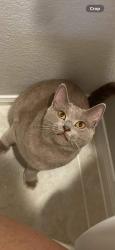 Lost Female Cat last seen Near WHISTLING DUCK LN MAGNOLIA, TX 77354-7906, Magnolia, TX 77354