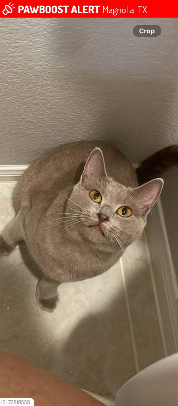 Lost Female Cat last seen Near WHISTLING DUCK LN MAGNOLIA, TX 77354-7906, Magnolia, TX 77354
