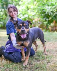 Shelter Stray Male Dog last seen Near Norris Lake Drive, 30039, GA, Atlanta, GA 30341