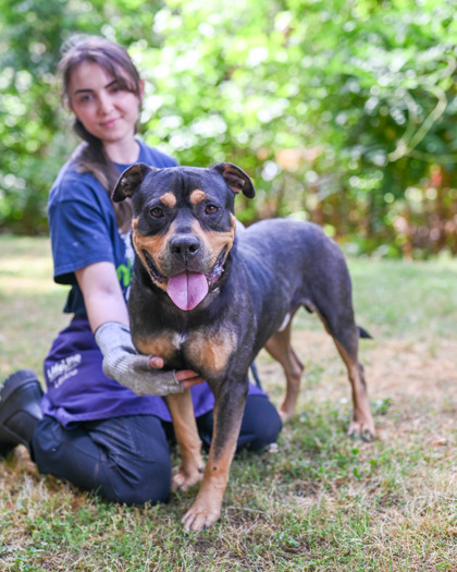 Shelter Stray Male Dog last seen Near Norris Lake Drive, 30039, GA, Atlanta, GA 30341