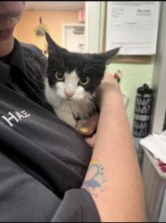 Shelter Stray Female Cat last seen Cleburne, TX , Cleburne, TX 76033