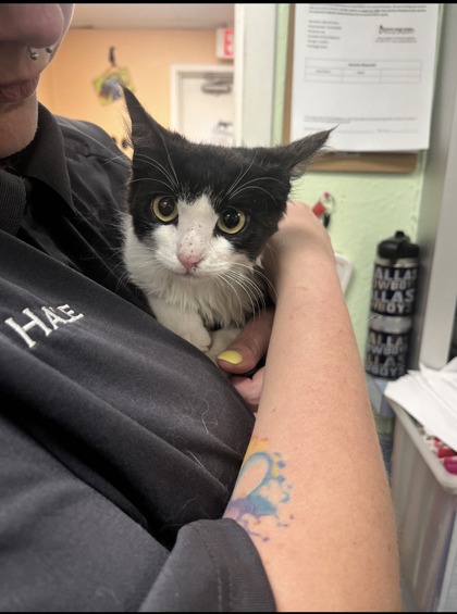 Shelter Stray Female Cat last seen Cleburne, TX , Cleburne, TX 76033