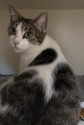 Shelter Stray Female Cat last seen Near Whispering wind way, Stone Mountain , Georgia, 30087, GA, 3280 Chamblee Dunwoody Rd, Chamblee, GA 30341, USA