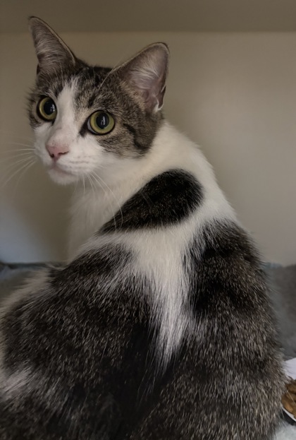 Shelter Stray Female Cat last seen Near Whispering wind way, Stone Mountain , Georgia, 30087, GA, 3280 Chamblee Dunwoody Rd, Chamblee, GA 30341, USA