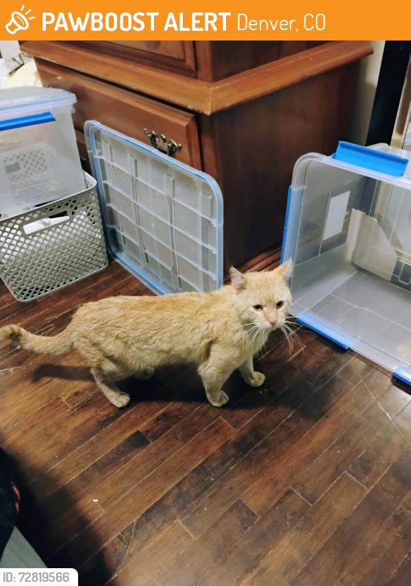Found/Stray Male Cat last seen Near zenobia St , Denver, CO 80204