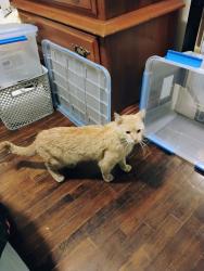 Found/Stray Male Cat last seen Near zenobia St , Denver, CO 80204