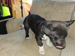 Found/Stray Female Dog last seen Main and 11th, Hesperia, CA 92345