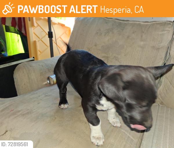 Found/Stray Female Dog last seen Main and 11th, Hesperia, CA 92345