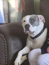 Reunited Female Dog last seen Target shopping center, Millville, NJ 08332