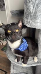 Lost Male Cat last seen Provost , Montréal, QC H8S 2Y4