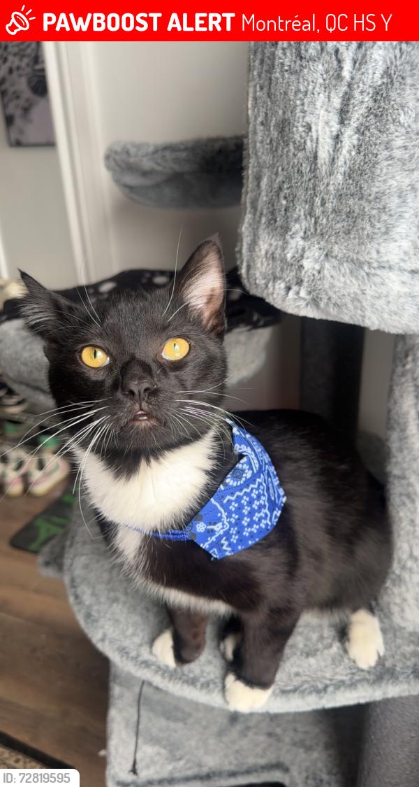 Lost Male Cat last seen Provost , Montréal, QC H8S 2Y4