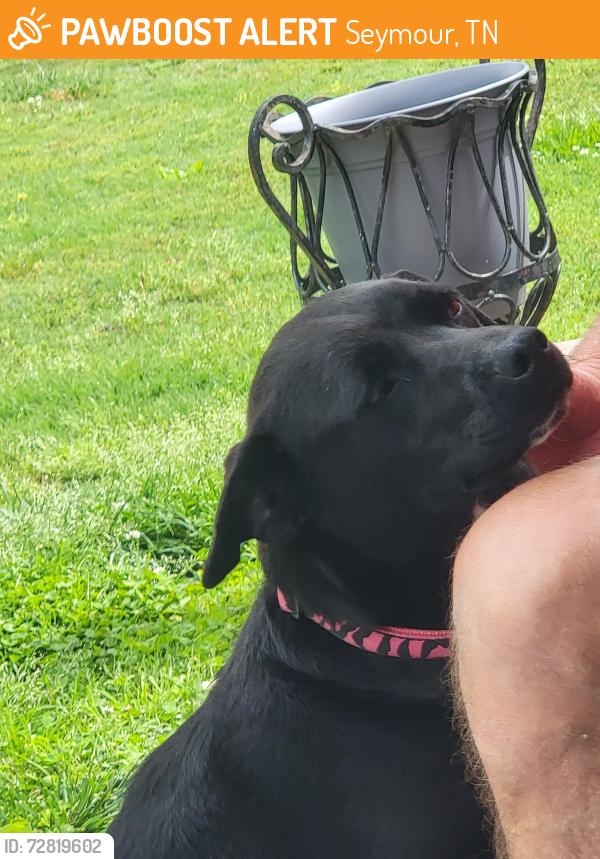 Found/Stray Female Dog last seen cherokee hills road, Seymour, TN 37865