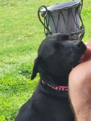 Found/Stray Female Dog last seen cherokee hills road, Seymour, TN 37865