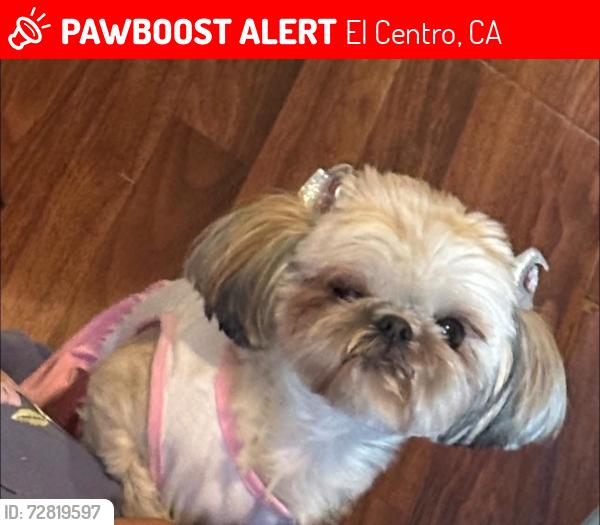 Lost Female Dog last seen euclid ave , El Centro, CA 92243