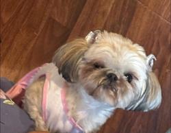 Lost Female Dog last seen euclid ave , El Centro, CA 92243