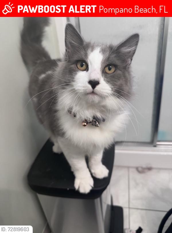Lost Male Cat last seen S cypress, Pompano Beach, FL 33074