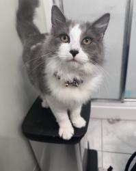 Lost Male Cat last seen S cypress, Pompano Beach, FL 33074