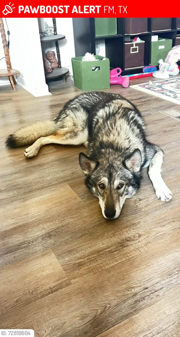 Lost Male Dog last seen FM1690 and Blakely Rd., Izoro, TX 76528