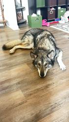 Lost Male Dog last seen FM1690 and Blakely Rd., Izoro, TX 76528