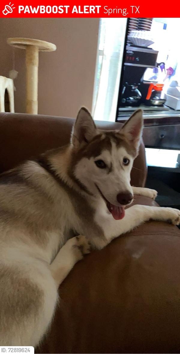 Lost Male Dog last seen Bridgestone, Spring, TX 77388