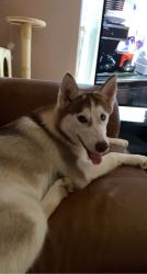 Lost Male Dog last seen Bridgestone, Spring, TX 77388
