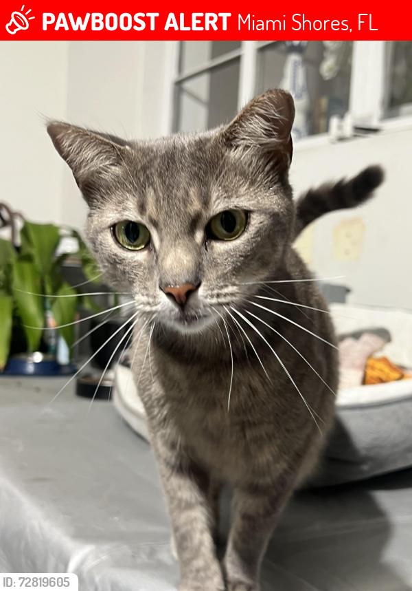 Lost Female Cat last seen Near nw 104 st, Miami Shores, FL 33150